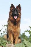 BERGER ALLEMAND 012